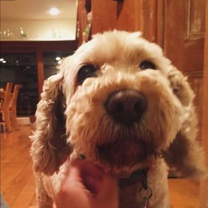 Meet your Posher, Ryan